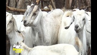 Mixed Goat keeping and the best breeds in Kenya  Part 1 [upl. by Ardnael]