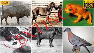 List of Recent Extinct Animals 120 plus [upl. by Dace491]