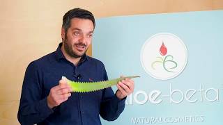 Aloe Arborescens vs Aloe Vera qual è la migliore [upl. by Shakespeare588]