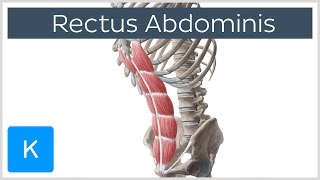 Rectus Abdominis Muscle Overview  Anatomy  Kenhub [upl. by Egroeg855]