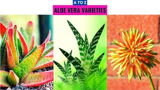 Aloe Vera Varieties A to Z [upl. by Ahasuerus414]