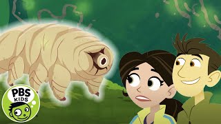 Wild Kratts  Meet the Tiny Tardigrade  PBS KIDS [upl. by Enohpesrep]