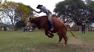 Jineteadas de Vacas 🐂 Monta de Vacunos Rodeo animal farm cow rural campo jaripeo PBR Rodeio [upl. by Mcferren]