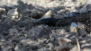 Kingsnake eats Mojave Rattlesnake [upl. by Orji]