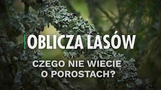 Czego nie wiecie o porostach  Oblicza lasów 3 [upl. by Fisoi502]