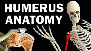 HUMERUS ANATOMY [upl. by Buckley]