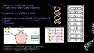 Grade 12 Life Sciences DNA The Code of Life Part 1 [upl. by Atalee]