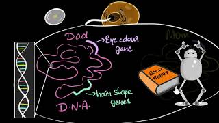 Genes DNA amp chromosomes  Heredity amp Evolution  Biology  Khan Academy [upl. by Ender]