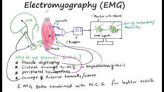 EMG II Electromyography II Muscle electrical activity [upl. by Dnar]