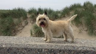 Why to get a Cairn Terrier as a pet [upl. by Essilevi]