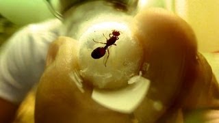 How to Care for a Queen Ant [upl. by Aienahs]