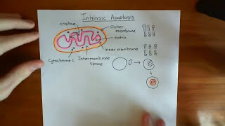 The Intrinsic Pathway of Apoptosis Part 1 [upl. by Hardi]