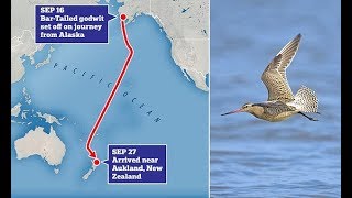 Jet fighter godwit breaks world record for nonstop bird flight [upl. by Bekelja920]