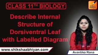 Q12 Describe internal structure of dorsiventral leaf with labelled diagramCBSE Class 11 Biology [upl. by Amerd]