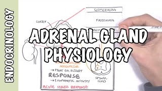 Endocrinology  Adrenal Gland Hormones [upl. by Yengac81]