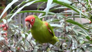 Parrots of Telegraph Hill in San Francisco [upl. by Cacilie]