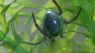 Argyroneta aquatica  The amazing water spider [upl. by Lepley]