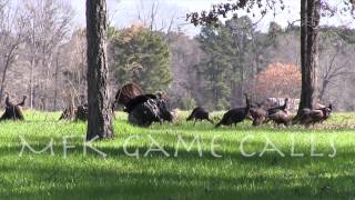 Real Wild Turkey Sounds [upl. by Lanctot691]