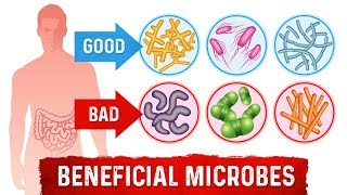 Prebiotics vsProbiotics Difference Between Prebiotics And Probiotics – DrBerg [upl. by Sela]