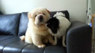 Cute chow chow and japanese chin puppies [upl. by Cirnek]