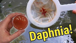 How I Culture Daphnia In Outdoor Tubs [upl. by Brasca]