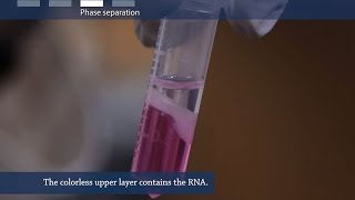 How to isolate RNA from tissue or cells [upl. by Rabbaj]