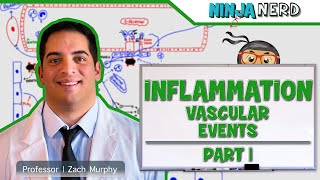 Immunology  Inflammation Vascular Events Part 1 [upl. by Lleznov]