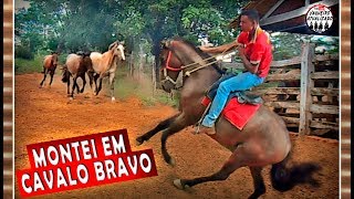 Domando cavalo Bravo [upl. by Akkire]