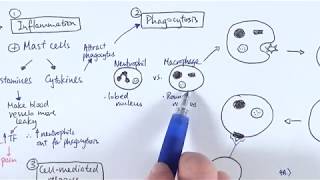 AS Biology  Immune response OVERVIEW OCR A Chapter 1256 [upl. by Ado]