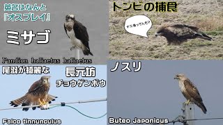 【鷹の渡り】 びわ湖南部・音羽山の麓 サシバが続々と集結してタカ柱 2020929 ／Over 1500 hawks observed in a day around MtOtowa [upl. by Aratas]