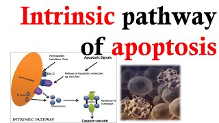 Intrinsic apoptosis pathway [upl. by Adnoved]