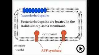 transforming light  bacteriorhodopsin [upl. by Lerrad]