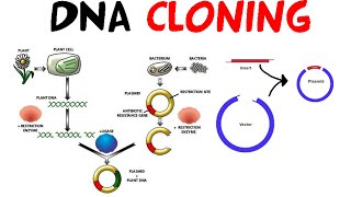 DNA cloning [upl. by Birck]