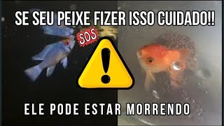 Se seu Peixe fizer isso cuidado ele pode estar morrendo⚠⚠ [upl. by Mohun]