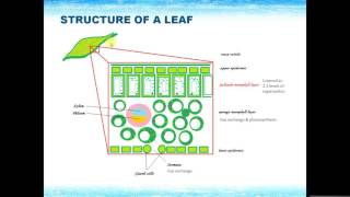 IGCSE BIOLOGY REVISION  Syllabus 6 Plant nutrition [upl. by Nathanael850]