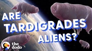 Are Tardigrades Aliens  The Dodo [upl. by Nutter]