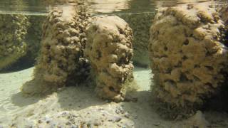 What are Stromatolites [upl. by Early]