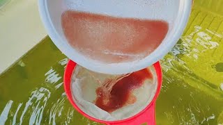 How to culture daphnia  Daphnia culture  How to grow daphnia outdoor [upl. by Bowie]