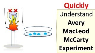 Avery MacLeod McCarty experiment [upl. by Marx]