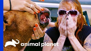 Rescued Fighting Dogs Need Urgent Medical Treatment  Pit Bulls amp Parolees [upl. by Yttisahc169]