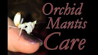 Orchid Mantis Care  Dont Drown Your Bugs [upl. by Illak]