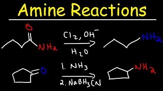 Amine Synthesis Reactions [upl. by Aneetsirk440]