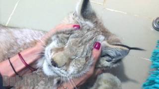 Siberian LYNX PURRS [upl. by Rusticus]