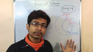 Mammalian cell culture 1  introduction to cell culture [upl. by Zampino]