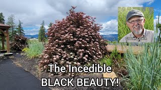 Black Beauty Elderberry Plant Profile [upl. by Aserat]