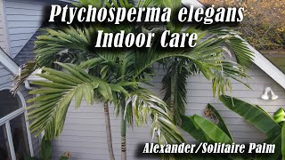 Better Than Adonidia Solitaire Palm Houseplant Care  Ptychosperma elegans  Alexander v Adonidia [upl. by Nehte]