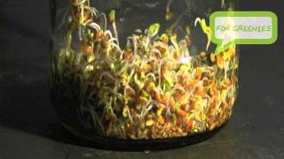 Make an Easy Jar Sprouter amp Start Sprouting Sprouts HD [upl. by Bud]