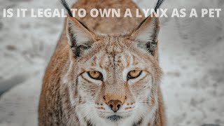 Is it legal to own a lynx as a pet [upl. by Annohsat367]