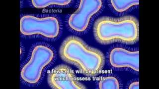 Antimicrobial Resistance Mechanisms [upl. by Stempson356]