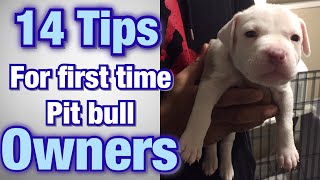 Tips for FIRST TIME Pitbull owners [upl. by Hermes]